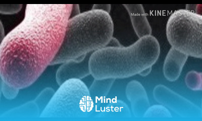 STRUCTURE OF BACTERIA BY PHANINDRA GUPTHA