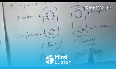 CONJUGATION IN E coli BACTERIA BY PHANINDRA GUPTHA