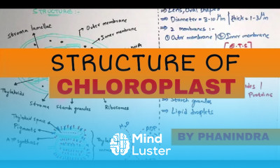 CHLOROPLAST STRUCTURE PARTS FUNCTIONS BY PHANINDRA GUPTHA