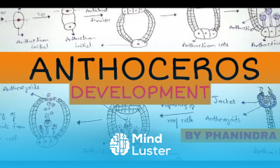 Anthoceros Development of Antheridium Archegonium Fertilisation Sporophyte