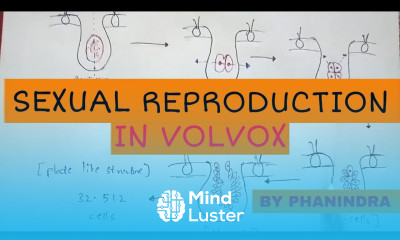 Sexual reproduction in Volvox By Phanindra guptha