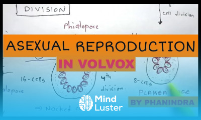 Asexual Reproduction in volvox By Phanindra guptha