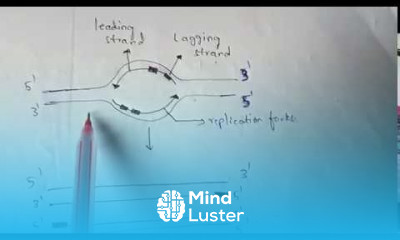 DNA REPLICATION part 2 BY PHANINDRA GUPTA