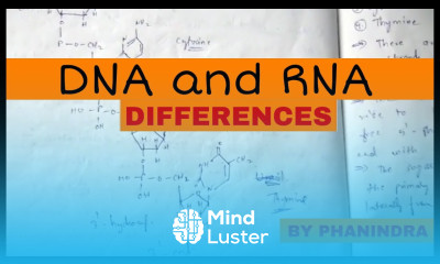 DIFFERENCES BETWEEN DNA AND RNA BY PHANINDRA GUPTA