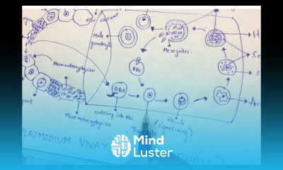 PLASMODIUM VIVAX IN MAN PHASE BY PHANINDRA