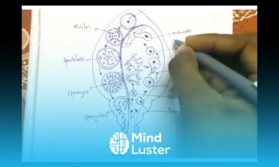 PLASMODIUM VIVAX IN MOSQUITO PHASE INTER FIRST YEAR BY PHANINDRA