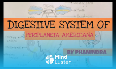 DIGESTIVE SYSTEM OF PERIPLANETA INTER FIRST YEAR BY PHANINDRA