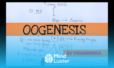 OOGENESIS INTER 2nd YEAR BSC ZOOLOGY BY PHANINDRA