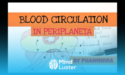 Blood circulatory system in cockroach NEET