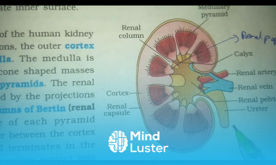 STRUCTURE OF KIDNEY BY PHANINDRA GUPTHA