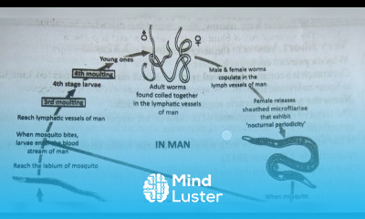 NOTES FOR WUCHERERIA BANCROFTI INTER 1ST YEAR BY PHANINDRA GUPTA