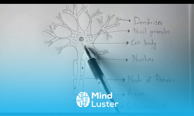 STRUCTURE OF MULTIPOLAR NEURON BY PHANINDRA GUPTHA