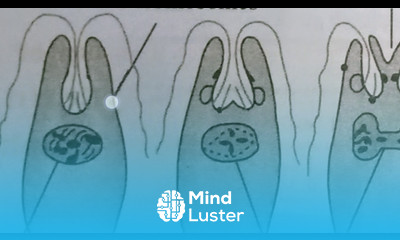 LONGITUDINAL BINARY FISSION IN EUGLENA INTER 1ST YEAR BY PHANINDRA GUPTHA