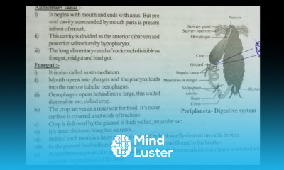 NOTES FOR DIGESTIVE SYSTEM OF PRIPLANETA AMERICANA BY PHANINDRA GUPTA