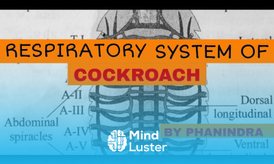RESPIRATORY SYSTEM OF COCKROACH PERIPLANETA INTER 1st YEAR BY PHANINDRA GUPTA