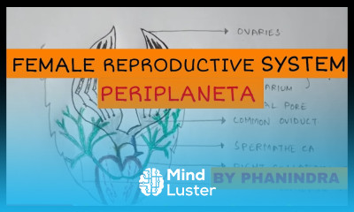 FEMALE REPRODUCTIVE SYSTEM OF COCKROACH PERIPLANETA BY PHANINDRA GUPTA
