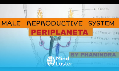MALE REPRODUCTIVE SYSTEM OF COCKROACH PERIPLANETA BY PHANINDRA GUPTA