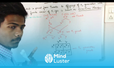 CRISS CROSS INHERITENCE IN DROSOPHILLA BY PHANINDRA GUPTHA