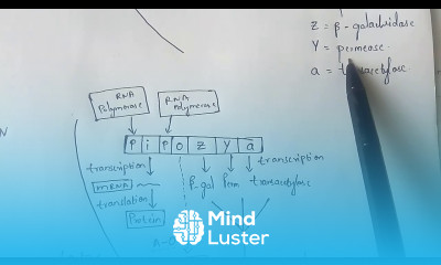 LAC OPERON BY PHANINDRA