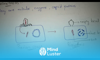 LYTIC CYCLE BY PHANINDRA GUPTHA