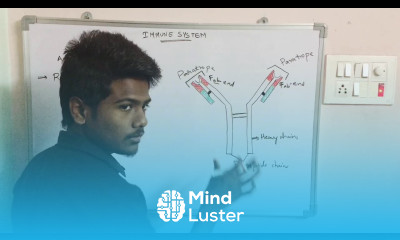 ANTIBODIES IMMUNOGLOBULINS IMMUNE SYSTEM INTER SECOND YEAR BY PHANINDRA GUPTHA