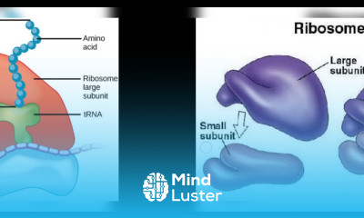EUKARYOTES AND PROKARYOTES CELL BIOLOGY BY PHANINDRA GUPTHA
