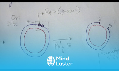 ROLLING CIRCULAR REPLICATION DNA REPLICATION BY PHANINDRA GUPTA