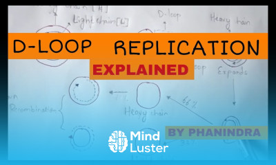 D LOOP REPLICATION DNA REPLICATION BY PHANINDRA GUPTA