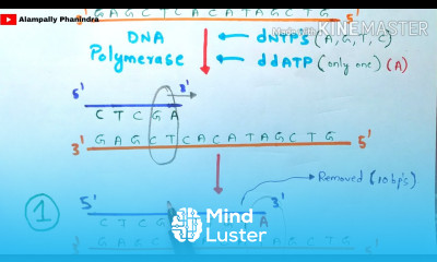 Learn Sanger DNA sequencing Made easy to understand Bio science - Mind ...