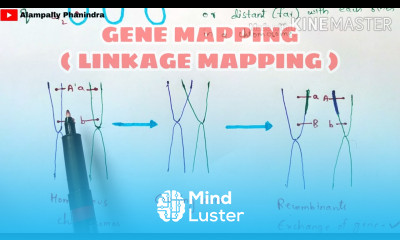 Learn Gene mapping Linkage mapping and Physical mapping Part 1 Bio ...