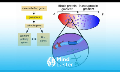 Drosophila genetics drosophila segmentation genes homeotic genes gap genes pair rule genes