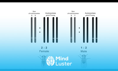 Sex determination in drosophila CSIR NET Shomu s Biology