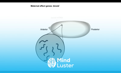 Body axis formation in drosophila dorsal ventral axis formation drosophila Shomu s Biology