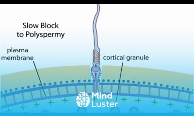 Sea urchin fertilization animation csir net Polyspermy fast and slow block Shomu s Biology