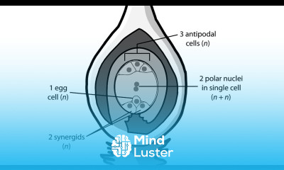 Double fertilization animation Shomu s Biology double fertilization in plants