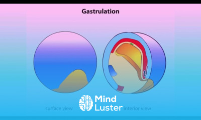 Gastrulation embryology Gastrulation process animation Gastrulation in frog explained