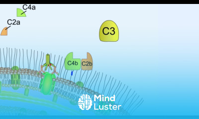 Classical pathway of complement activation Classical complement system
