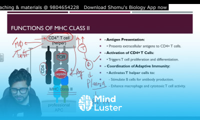 MHC class 2 structure and function Major histocompatibility complex 2