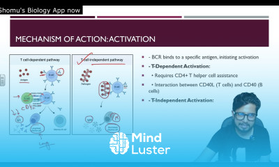 B cells maturation activation and differentiation Shomu s Biology