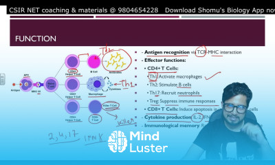 T cell activation and differentiation T helper cell and cytotoxic T cell Shomu s Biology