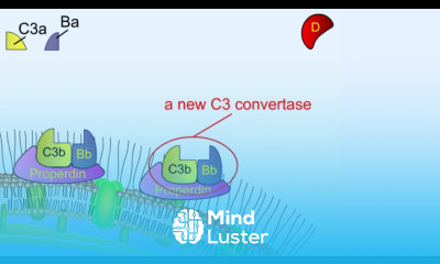 Alternative pathway of complement activation Complement system Shomu s Biology