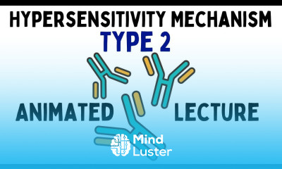 Type 2 hypersensitivity reaction animation Shomu s Biology