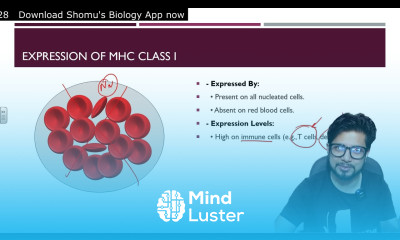 MHC class 1 structure and function Major histocompatibility complex 1 lecture Shomu s Biology