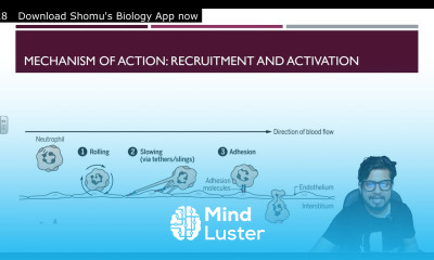 Neutrophils structure and function explained Cells of immune system Shomu s Biology