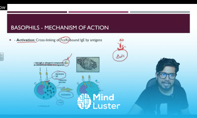 Basophils and mast cells Cells of immune system Shomu s Biology
