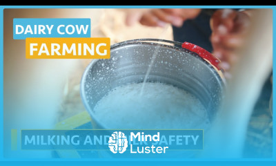 Dairy Cow Farming Lesson 9 Milking Milk Safety