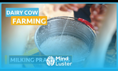 Dairy Cow Farming Lesson 10 Milking Practical