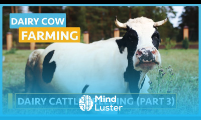 Dairy Cow Farming Lesson 13 Dairy Cattle Breeding Part 3