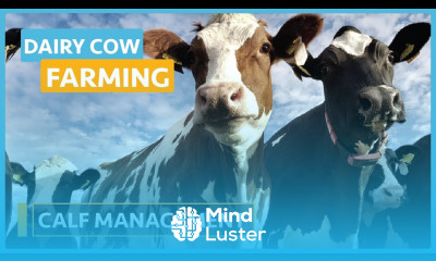Dairy Cow Farming Lesson 18 Calf Management