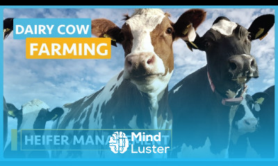 Dairy Cow Farming Lesson 19 Heifer Management